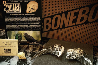 Skulls Unlimited's BoneBox