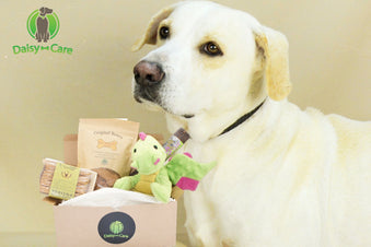 Treats Only Everyday Care Package Subscription